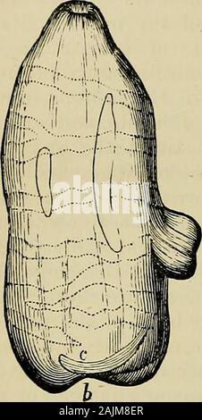 Der Physiologie der Verkehr in Pflanzen: in der unteren Tiere, und im Menschen: eine Vortragsreihe in Halle Chirurgen an den Präsidenten, Stipendiaten, etc. von der königlichen Hochschule der Chirurgen von Edinburgh, im Sommer 1872. s hingewiesen die Tiere sind notconfined, und wir müssen noch weiter in der scaleof wird steigen, wenn wir sie in ihren elementarsten Formen sehen. Sie treten in solchen Werken wie der Volvox globator und Chlamy - domonas, den Vakuolen, die mit der Zeit öffnen und schließen - regulatedbeat.1 Sie sind die gleichen, die die Blätter und Blüten der Pflanzen ofcertain Aufträge anhalten Stockfoto