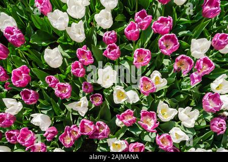 Ansicht von oben in der Nähe von schönen blühenden rosa und weißen Tulpen inmitten von grünen Blättern. Tulpe Blume Bett in der Holländischen Keukenhof Waren des Blumenhandels Garten mit v Stockfoto