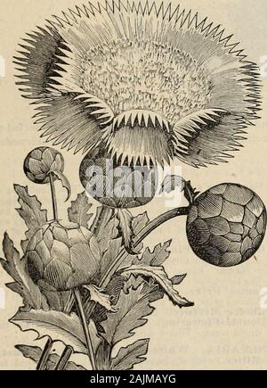 Die Farquhar Katalog der Samen 1900: Pflanzen, Blumenzwiebeln tools Düngemittel, Verbrauchsmaterialien. Pkt. CENTAUREA, blühende Sommerblumen. Imperialis. (Giant Mais = Blume.) Die Blumen sind von enormoussize; duftend, und der schönsten Farben einschließlich Weiß, Rosa, Lila, Rosa und Lila. Werden Sie zu unseren besten Sommer Blumen für das Schneiden. 2575 Feinsten gemischt. Alle Farben 10 2576 - Lila. 15 2577 - Rosa, mit weißem Zentrum 15 2578 - Rose • 15 2579 - Lila 15 2581 - Weiß 15. Nr. 2582 2583 2584 2585259025952600261026152620 Pkt. 10 10 CENTAUREA MARGARITAE. Margaritae. Riesige weiße Mais - Blüte; blossomstwo bis vier Zoll Stockfoto