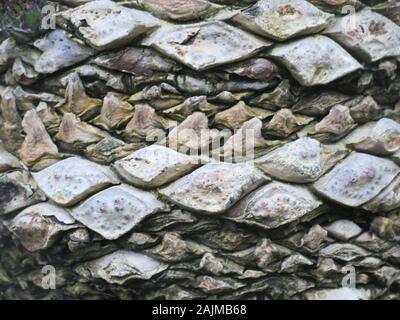 Nahaufnahme der rauen, stark texturierten Rinde von Dioon Spinulosum, einer der höchsten Palmfarnen, native auf den Mexikanischen Regenwald. Stockfoto
