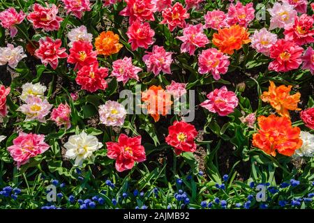 Ansicht von oben in der Nähe von schönen blühenden mehrfarbige Pfingstrose Blüte Tulpen mit Blaue Traubenhyazinthen. Tulpe Blume Bett in der Holländischen Keukenhof floric Stockfoto