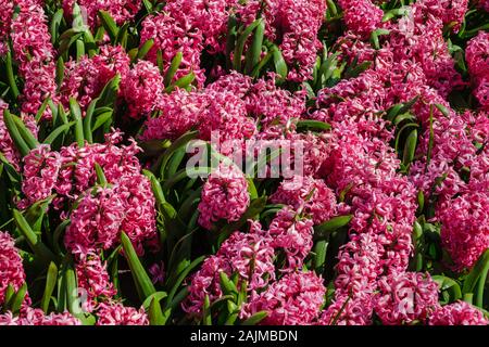 Ansicht von oben Nahaufnahme einer Blüte Bett mit schönen blühenden Reich gefüllt rosa Hyazinthe Blumen. Hyazinthe Blumenbeet in der Holländischen Keukenhof Waren des Blumenhandels Stockfoto