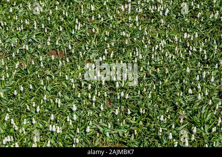 Ansicht von oben in der Nähe von schönen blühenden Weiße Hyazinthen in einem Gras Feld verstreut. Blumenbeet in der niederländischen Waren des Blumenhandels garten Keukenhof mit Stockfoto