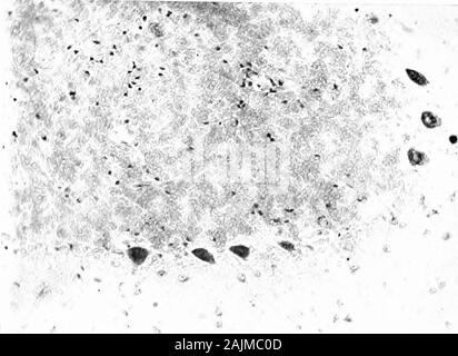 Den Ursprung und die Natur der Emotionen; verschiedene Papiere. *^^..&gt; -*.. X X X X X X X, PHYLOGENETISCHE ASSOCIATION UND MEDIZINISCHE Probleme 7. Stockfoto