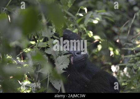 Mountain Silverback Gorilla im Bwindi Undurchdringlichen Nationalpark in Uganda. Stockfoto