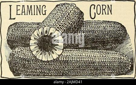 Maule same Katalog: 1896. Schönheit.. Verbesserte GOL. DIFLOUR MAIS.-Dieser südlichen Sorte wird von drei auf fünf jftimes so viel pro Acre als Wheal (aufgrund von Klima und Boden), macht Brot, aCakes, Brötchen. Bisciuts, Waffeln, etc., wie Licht und gut wie diejenigen aus den 7 besten Weizenmehl. Es wird doppelt so viele Scheffel als gemeinsame Sorten von pfield Mais, und vier Mal so viel Futter Ertrag. Macht feine Röstung Ohren, hominy, "und schöne Stärke. Der gleiche Prozess wird als in Schleifen und verschrauben Weizen verwendet. ^ Es genauso wie andere Mais, 2 Körner zu dem Hügel eingepflanzt werden sollte, und wächst gut auf n Stockfoto
