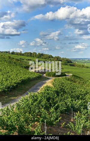 Landschaft der berühmten rheinsteig Wanderweg schlängelt sich durch schönen Weinbergen in der deutschen Landschaft in der Nähe von Rüdesheim berühmt für den Riesling. Stockfoto