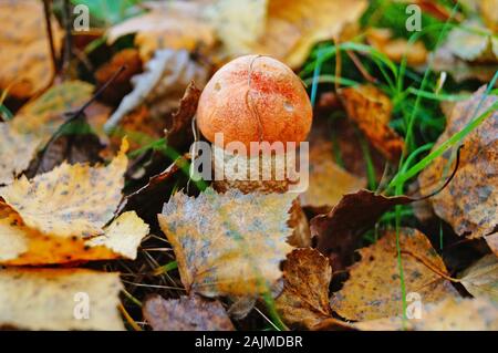 Leccinum Pilz mit roter Kappe und weißes Bein im Wald in gelbe Blätter und grüne Gras auf einen Herbst Tag Stockfoto