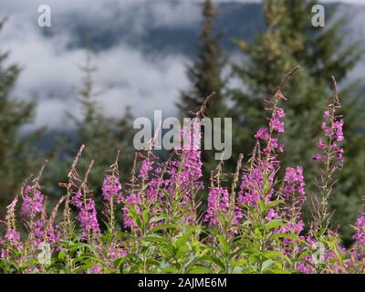 Im Sommer Fireweed, Juneau, Alaska. Stockfoto