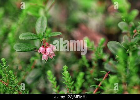 Cowberry Bush mit blassrosa Blüten Blüten Nahaufnahme auf preiselbeere Blätter Hintergrund Stockfoto