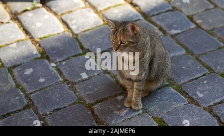 Nahaufnahme eines niedlichen kleinen Straße Katze sitzt auf Kopfsteinpflaster. Stockfoto