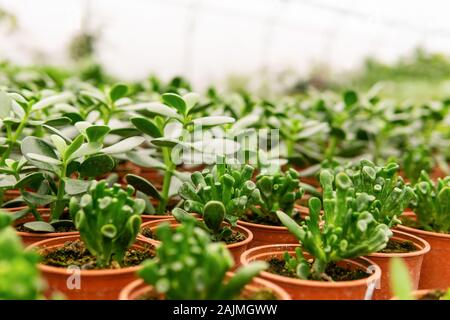 Viele Töpfe mit saftigen Crassula, Sorte Hobbit, und einfache Crassula auf unscharfen Hintergrund im Gewächshaus Stockfoto