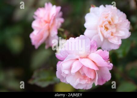 Nahaufnahme von drei Schönheit rosa Rose mit glänzender Wassertropfen auf schwarzem Hintergrund im Garten isoliert Stockfoto
