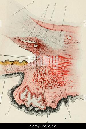 Der Levator palpebrae superioris ist der Muskel in der Orbita, der das