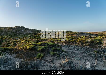 Schaut zum Himmel Neben Dune abgedeckt in Pflanzen Stockfoto