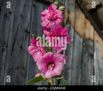 Ausschreibung malve Blumen auf einem Holz- Hintergrund, Sommertag im Garten, Nahaufnahme Stockfoto