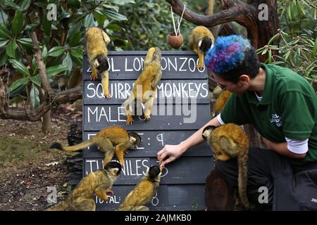 Zoowärter im ZSL London ausgegraben Es klemmbretter, Taschenrechner und Kameras und Donnerstag, den 2. Januar 2020 begann die Zählung der Tiere bei der jährlichen Inventur im Zoo. Die Gezählten jedes Säugetier-, Vogel-, Reptilien, Fische und Wirbellose. Für einige Zoowärter die Aufgabe relativ einfach ist, aber einfallsreichen Taktiken, die von anderen Benutzern verwendet werden. jeder Bewohner im Zoo zu gewährleisten zu bilanzieren, die B.U.G.S team Cheat und Zählen ant Kolonien als einer, statt der Verfolgung Hunderte von einzelnen Ameisen. Stockfoto