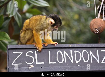 Zoowärter im ZSL London ausgegraben Es klemmbretter, Taschenrechner und Kameras und Donnerstag, den 2. Januar 2020 begann die Zählung der Tiere bei der jährlichen Inventur im Zoo. Die Gezählten jedes Säugetier-, Vogel-, Reptilien, Fische und Wirbellose. Für einige Zoowärter die Aufgabe relativ einfach ist, aber einfallsreichen Taktiken, die von anderen Benutzern verwendet werden. jeder Bewohner im Zoo zu gewährleisten zu bilanzieren, die B.U.G.S team Cheat und Zählen ant Kolonien als einer, statt der Verfolgung Hunderte von einzelnen Ameisen. Stockfoto