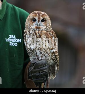 Zoowärter im ZSL London ausgegraben Es klemmbretter, Taschenrechner und Kameras und Donnerstag, den 2. Januar 2020 begann die Zählung der Tiere bei der jährlichen Inventur im Zoo. Die Gezählten jedes Säugetier-, Vogel-, Reptilien, Fische und Wirbellose. Für einige Zoowärter die Aufgabe relativ einfach ist, aber einfallsreichen Taktiken, die von anderen Benutzern verwendet werden. jeder Bewohner im Zoo zu gewährleisten zu bilanzieren, die B.U.G.S team Cheat und Zählen ant Kolonien als einer, statt der Verfolgung Hunderte von einzelnen Ameisen. Stockfoto