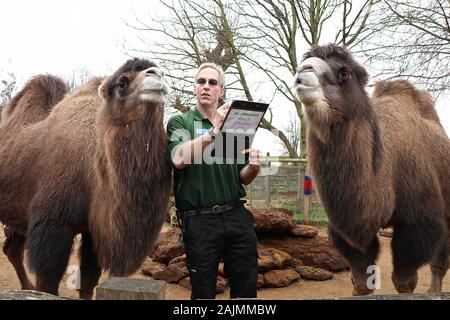 Zoowärter im ZSL London ausgegraben Es klemmbretter, Taschenrechner und Kameras und Donnerstag, den 2. Januar 2020 begann die Zählung der Tiere bei der jährlichen Inventur im Zoo. Die Gezählten jedes Säugetier-, Vogel-, Reptilien, Fische und Wirbellose. Für einige Zoowärter die Aufgabe relativ einfach ist, aber einfallsreichen Taktiken, die von anderen Benutzern verwendet werden. jeder Bewohner im Zoo zu gewährleisten zu bilanzieren, die B.U.G.S team Cheat und Zählen ant Kolonien als einer, statt der Verfolgung Hunderte von einzelnen Ameisen. Stockfoto