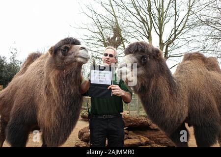 Zoowärter im ZSL London ausgegraben Es klemmbretter, Taschenrechner und Kameras und Donnerstag, den 2. Januar 2020 begann die Zählung der Tiere bei der jährlichen Inventur im Zoo. Die Gezählten jedes Säugetier-, Vogel-, Reptilien, Fische und Wirbellose. Für einige Zoowärter die Aufgabe relativ einfach ist, aber einfallsreichen Taktiken, die von anderen Benutzern verwendet werden. jeder Bewohner im Zoo zu gewährleisten zu bilanzieren, die B.U.G.S team Cheat und Zählen ant Kolonien als einer, statt der Verfolgung Hunderte von einzelnen Ameisen. Stockfoto