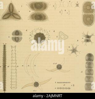 Nova Acta Regiae Societatis Scientiarum Upsaliensis. 3. EgoooOoooooonÏOE J O 000000000°04 i*°°oo o o oo o o "Ein?,. 6 (gg@ § jggiggigg) 19. o L litHß.tr.li.C-G Ho^^ Lmd. Micrasterias tnuicata. 3 Cosiiiamun imdiilatum. 4 Cosiu. coiis] persuiii T. E7:. tt-. - Cck. a&lt;: l, 1 Euastiinn vemistimi 5. Cosni. TlLwaitesii, 6 Ai-throdesmus Iiiciis. 2. Slaiirastnun Indeiitatiaa. Ö. Staur pilosum. 9. "Staxir. Laeve. 10. Docidiiim grazil. Us Clostemmi Sphaerozosiiia calosponmi. 12. l) amT) usinoides. 13. Hvalotheca dutia. Unterscheidung des Maxima und Minima DAÎs ^S UN PROBLÈME ISOPÉRIMÉTRIQUE Stockfoto