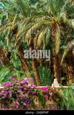 Palmen und Blumen im Dratal Oase, Marokko. Vertikale Stockfoto