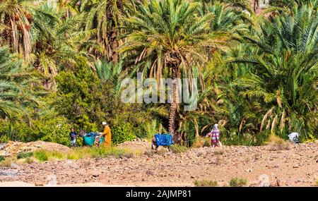 Zagora, Marokko - November 12, 2019: Menschen und Esel im Dratal Oase Stockfoto