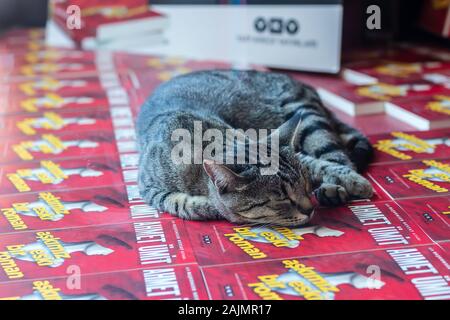 Cute grau streunende Katze schläft auf der Buchhändler präsentieren. Foto bei Izmir/Türkei getroffen hat. Stockfoto