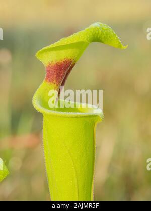 Gelbe Pitcherplant (Sarracenia flava var. rugelii) Stockfoto