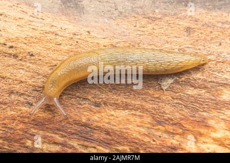 Ein Dusky Slug (Arion subfuscus), alias Dusky Arion, bewegt sich über ein verfallendes Protokoll. Stockfoto