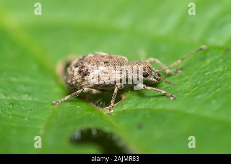 Ein orientalisch-Breitnasiger Weevil (Pseudoedophrys hilleri) ernährt sich von einem Blatt. Stockfoto