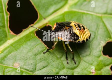 Grüne stinken Bug (Chinavia hilaris) Nymphe. Stockfoto