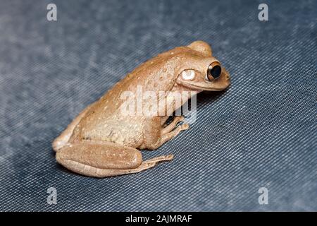 Kubanische Laubfrosch (Osteopilus septentrionalis) Stockfoto