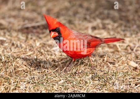 Ein männlicher Nördlichen Kardinal (Cardinalis cardinalis) hockt auf dem Boden in einem vorstädtischen Hinterhof. Stockfoto