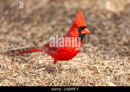 Ein männlicher Nördlichen Kardinal (Cardinalis cardinalis) hockt auf dem Boden in einem vorstädtischen Hinterhof. Stockfoto