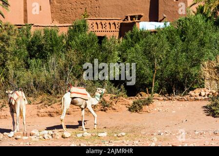 Zwei weiße Kamele in Ait-Ben-Haddou, Marokko Stockfoto