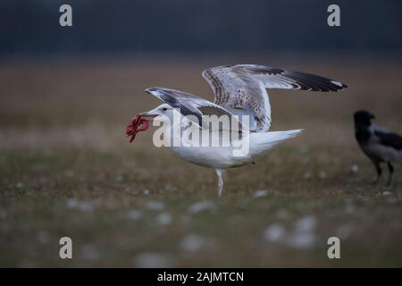 Gull kaspischen (Larus argentatus) (Cachinnans} Fütterung auf Fisch verschrottet, Nationalpark Hortobágy, Ungarn Stockfoto