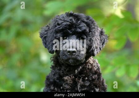 Eine junge schwarze portugiesischen Wasserhund mit einem lockigen Fell in die Kamera schaut Close Up auf dem Gesicht Stockfoto