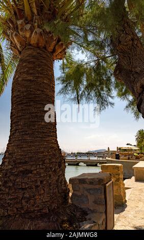 Blick auf Port de Pollenca mit Palmen Stockfoto