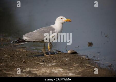 Gull kaspischen (Larus argentatus) (Cachinnans} Fütterung auf Fisch verschrottet, Nationalpark Hortobágy, Ungarn Stockfoto