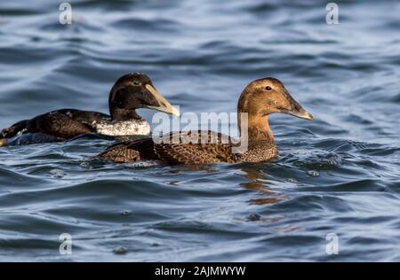 Gemeinsame eider Enten Somateria mollissima, Paar, Schwimmen entlang blauen Wasser des Atlantischen Ozeans im Winter Stockfoto