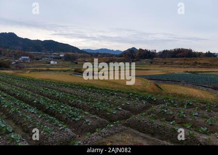 Reihen von frisch gepflanzten Grüns über terassenförmig angelegten japanischen Reisfelder im Winter Stockfoto