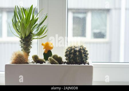 Kleine bunte Kakteen und Sukkulenten in großen weißen Topf auf der Fensterbank, Weichzeichner, Platz für Text. Stockfoto
