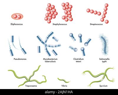 Medizinische Darstellung einiger Arten von Bakterien. Stockfoto