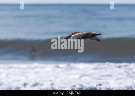 Kalifornien Brown pelican hat Flügel in Position gleiten, als er über die brechenden Wellen des Ozeans erhebt sich versteckt. Stockfoto