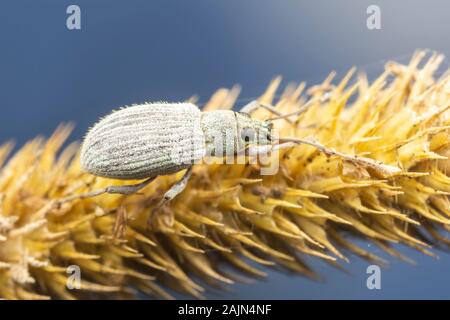 Asiatischer Eiche Weevil (Kyrtepistomus castaneus) Stockfoto