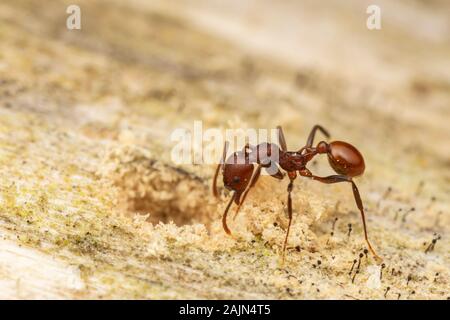 Eine Wirbelsäule - taillierte Ant (Aphaenogaster tennesseensis) untersucht eine kürzlich ausgegrabenen Loch in einem abgestorbenen Baum. Stockfoto