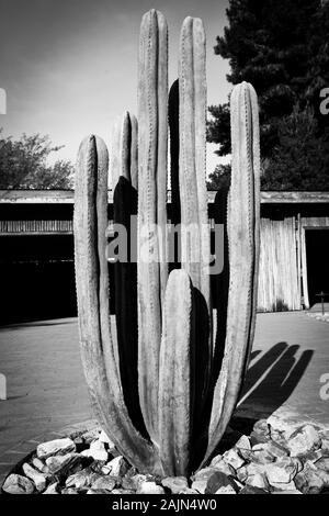 Ein Künstler Schaffung eines Cereus Kaktus aus Metall mit unglaublichen Details und scheinbar real, im Innenhof der Künstler Verbindung, in Tubac, AZ, in Stockfoto