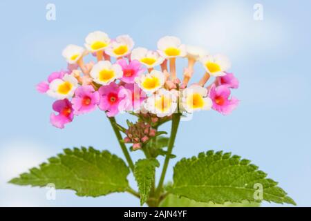 Gemeinsamen Wandelröschen (Lantana Camara) Stockfoto